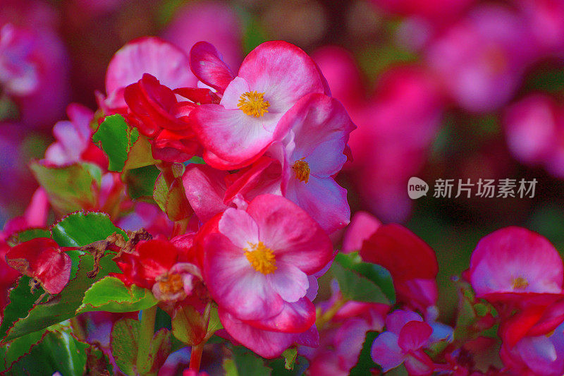 海棠/蜡海棠:华丽的，装饰性的，草本多年生开花植物